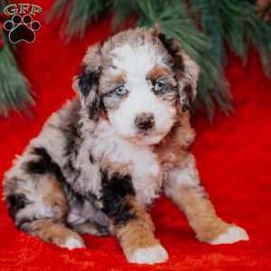 Bluebelle, Mini Bernedoodle Puppy